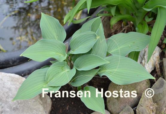 Hosta Azuretini